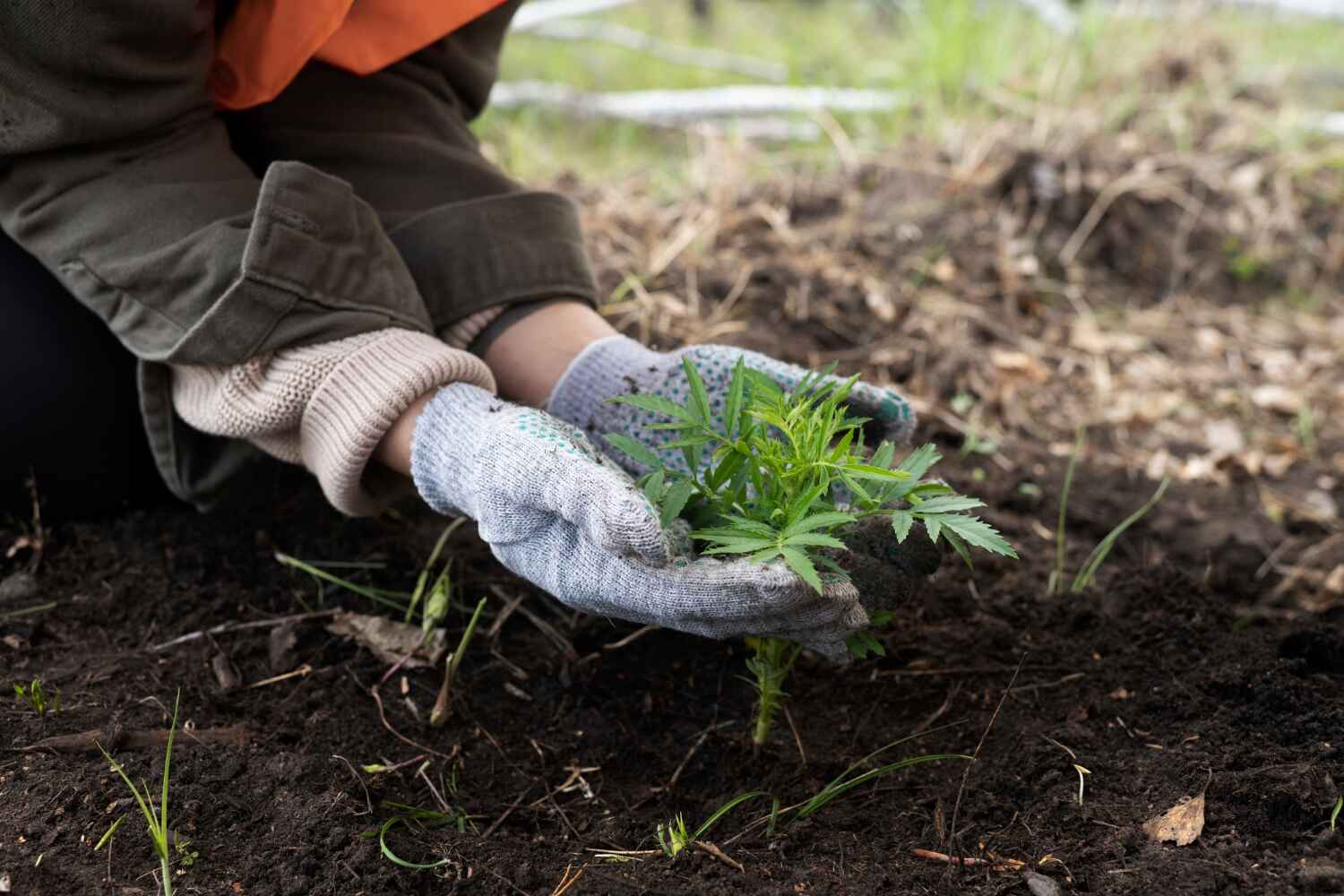 Best Tree Trimming Near Me  in La Grange, IL